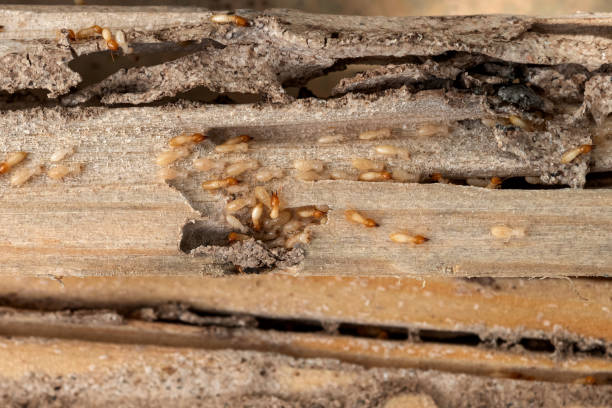 Best Affordable Pest Control Services  in Brea, CA